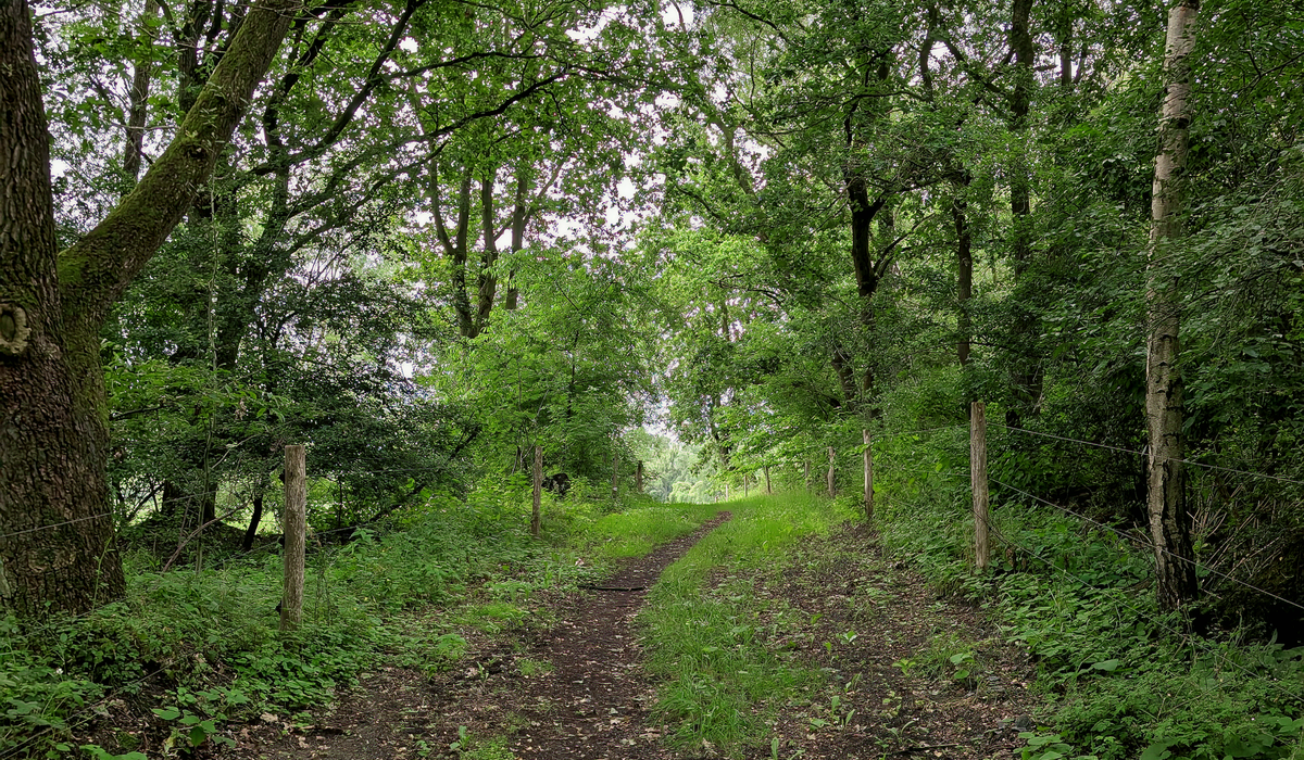 The Quietrowan