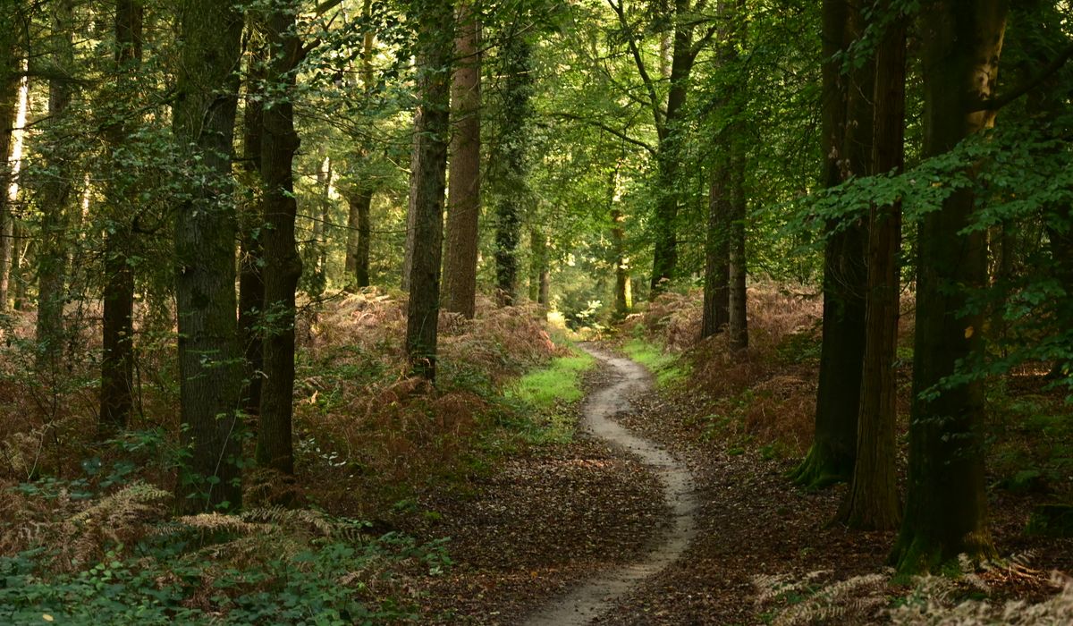 The Quietrowan